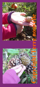 survivalisme-topinambour-pignon-de-pin Topinambour et pignon de pin : végétaux survivalistes