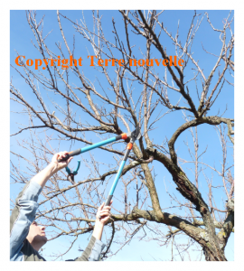 taille-des-fruitiers-en-automne Tailler les arbres fruitiers en automne