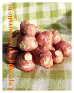 topinambour-recettes Topinambours recettes