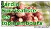 Jardin Survivaliste : les topinambours !!! topinambours : l'aliment de survie des survivalistes