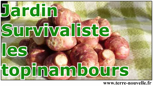 Jardin Survivaliste : les topinambours !!! Urgence de mettre en place un système alimentaire de survie : les topinambours dans le jardin des survivalistes !!!