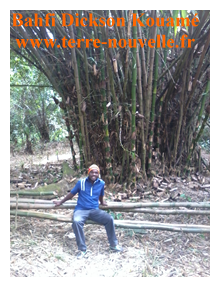 Fabrication de charbon de bambou par Bahfi Dickson Kouamé, en Cote dIvoire Comment fabriquer du charbon de bambou une touffe de bambou